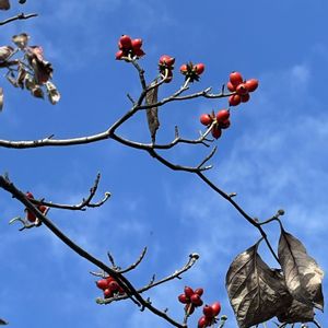 ハナミズキ,ヒメシャラ,#最前線のあなたへ,明日はきっと良い日になる,今日を良い日にの画像