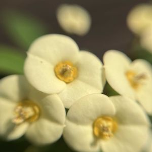 鉢植え,今日のお花,癒しの花,窓辺,玄関アプローチの画像