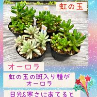 オーロラ,虹の玉,多肉植物,聖蹟桜ヶ丘,ちまちま屋販売品の画像