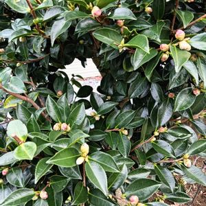 地植え,花のある暮らし,楽しみです,私の癒やし,駐車場の花壇にの画像