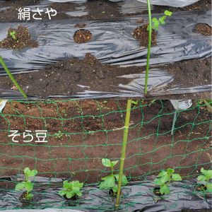 大根,そら豆,絹さや,小さな畑,蕪の画像