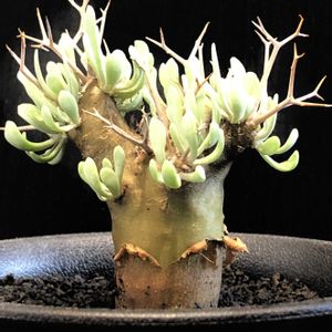 ユーホルビア,オトンナ ユーホルビオイデス,多肉植物,塊根植物,冬型の画像