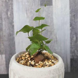 亀甲竜,アフリカ亀甲竜,観葉植物,塊根植物,植物のある暮らしの画像