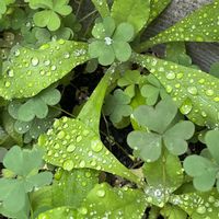 カタバミ,葉っぱ,雨上がり,しずく,みどりのある暮らしの画像