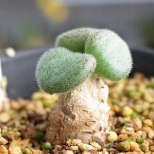 チレコドン・ノルテーイ,多肉植物,観葉植物,塊根植物,塊根の画像