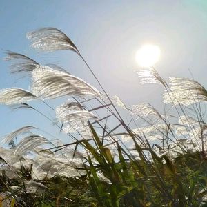 オギ,雑草,山野草,野草,スマホ撮影の画像