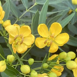 アンデスの乙女(カッシア),アンデスの乙女(カッシア),鉢植え,花壇,ガーデニングの画像