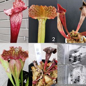 かわいい,食虫植物,サラセニア,色あざやか,珍奇植物の画像