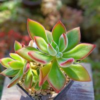 ハムシー,多肉植物の画像