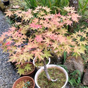 モミジ,鉢植え,紅葉（こうよう）,和風ティスト,あきの画像