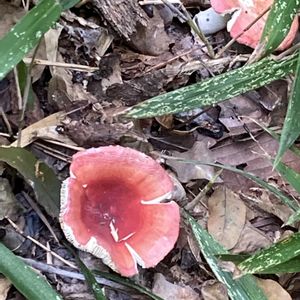 ミニバラ,花のある暮らし,緑のある暮らし,我が家のお花,赤いキノコの画像