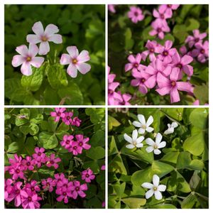 地植え,花のある暮らし,再度投稿の花,富山支部の画像