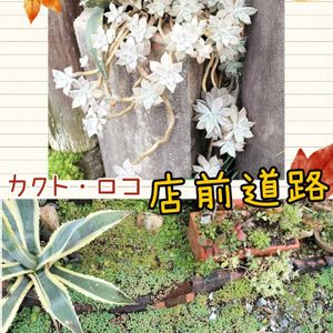 リトープス,多肉植物,癒し,心ほっこり,とにかくGS 楽しもう！の画像