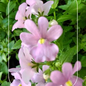 宿根ネメシア,鉢植え,花のある暮らし♡,おうち園芸,玄関アプローチの画像