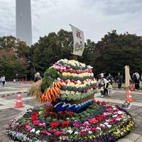 ウインターコスモス,プリムラ　ジュリアン,虹色スミレ,オギザリス,花のある暮らしの画像