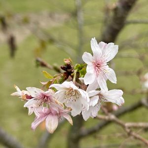 岐阜県,多肉男子,さくら 桜 サクラ,岐阜,チーム岐阜の画像