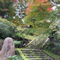 カンアオイ,京都,紅葉（こうよう）,苔 (コケ),白龍園の画像