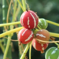 オキナワスズメウリ,つる性植物,赤い実が可愛い,お写んぽ,温室の植物の画像