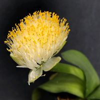 マユハケオモト,花のある暮らし,緑のある暮らし,植物のある暮らし,母の庭の画像