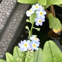 ワスレナグサ,ウォーターバコパ,アサザ,開花,水生植物の画像