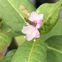 イワシャジン,カワラナデシコ,サクラタデ,開花,花のある暮らしの画像