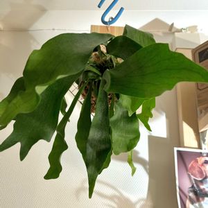 ビカクシダ,観葉植物,初心者の画像