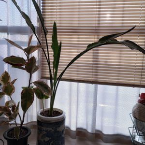 ストレリチア,観葉植物,花のある暮らし,みどりのある暮らし,部屋の画像