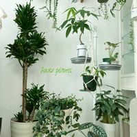 ハンキング,観葉植物,植物のある暮らし,ボタニーの画像