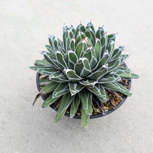 多肉植物,agave,アガベ属,珍奇植物,ビザールプランツの画像