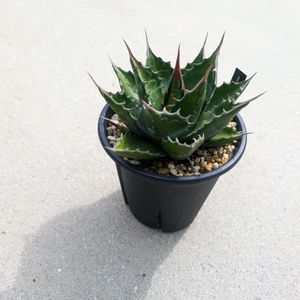 多肉植物,agave,アガベ属,珍奇植物,ビザールプランツの画像