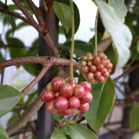 ザクロ,マンリョウ,多肉植物 寄せ植え,サネカズラ,多肉植物の画像