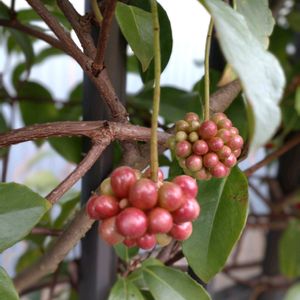 ザクロ,マンリョウ,多肉植物 寄せ植え,サネカズラ,多肉植物の画像