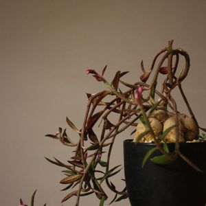 モナデニウム・ルベルム,Monadenium rubellum,塊根植物,コーデックス,室内組の画像