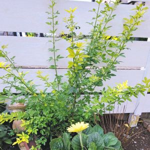 リーフ好き☘.۰•゜,地植え,かわいいな♡,成長が楽しみ,お花好きの画像