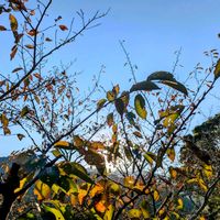 サクラ,さくら サクラ 桜,紅葉（こうよう）,そら,さくら 桜 サクラの画像