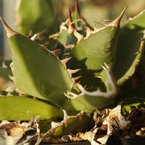 ハオルチア,多肉植物,観葉植物,塊根植物,サボテン科の画像