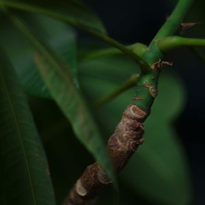 ハオルチア,多肉植物,観葉植物,塊根植物,サボテン科の画像