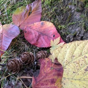 ヤマザクラ,秩父山桜の画像