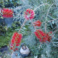 ブラシの木,カリステモン,赤い花,花が咲く木,庭の画像