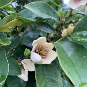 カラタネオガタマ,お気に入り,気になる,公園の花の画像