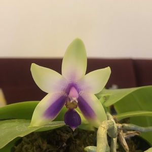 胡蝶蘭,Phal.bellina,Phal.bellina,良い香り,ファレノプシス属の画像