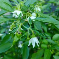 シシトウの花,シシトウの花,シシトウ,シシトウ,可愛いお花の画像