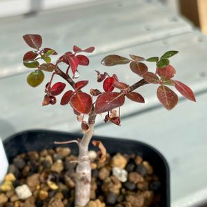 Commiphora orbicularis,塊根植物,実生,カンラン科,ミルラノキ属の画像