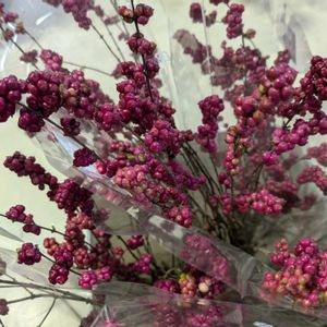 シンフォリカルポス,切り花,今日の花,今日のお花,きょうのお花の画像