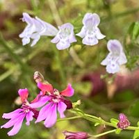 カラミンサ・ネペタ,クフェア  ピンクシマー,癒しの花,玄関アプローチ,庭の画像