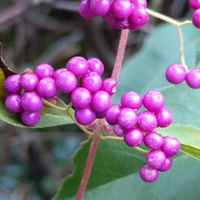 コムラサキ,こむらさき,散歩路,＊今日のお花＊,コムラサキ☆の画像