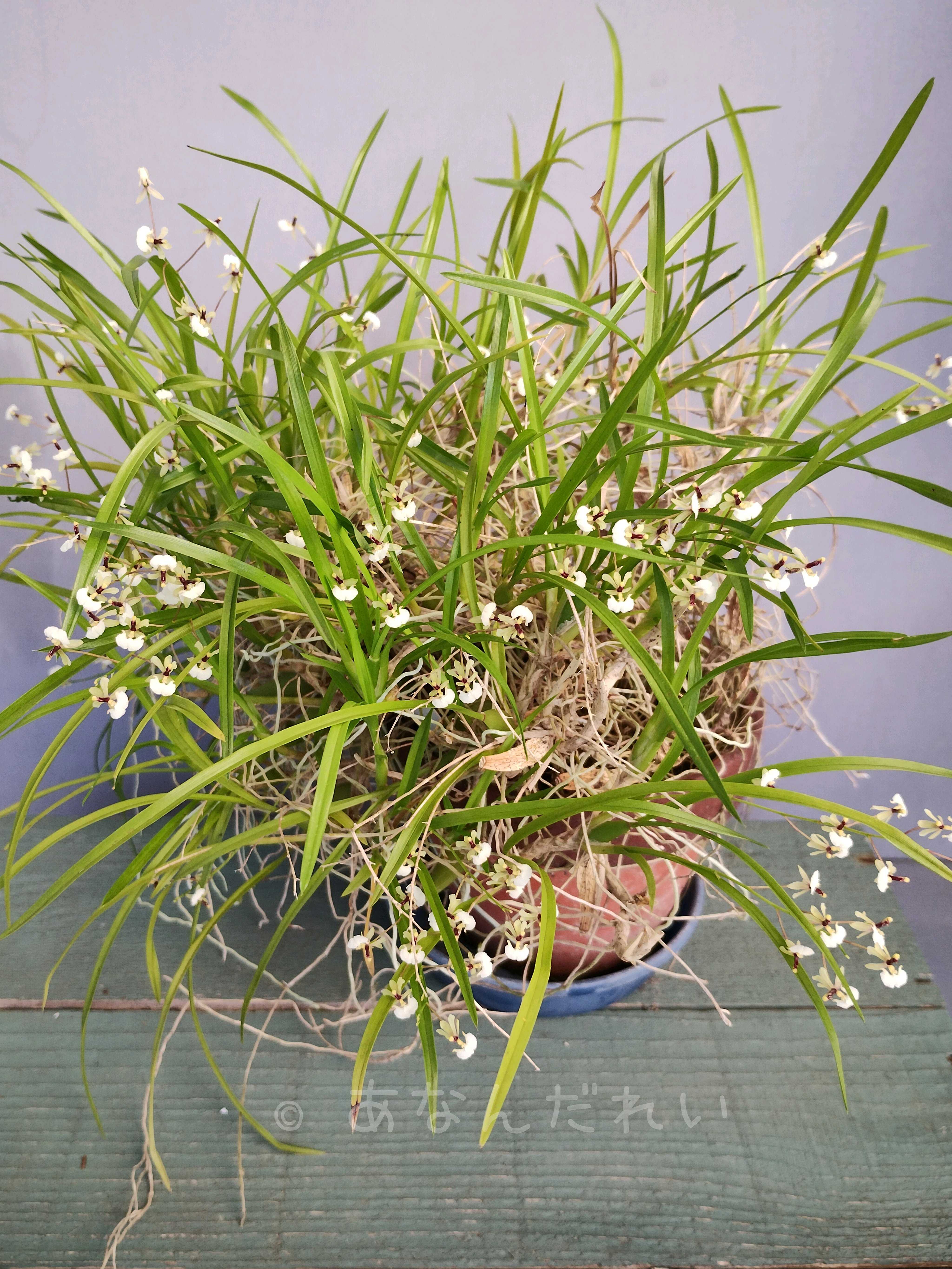 芥子の花 (金春屋ゴメス) 金春屋ゴメス 芥子の花』 西條奈加 | 新潮社