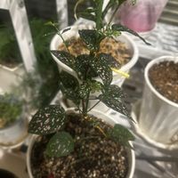 わが家の観葉植物❢,挿し木から成長,挿木,葉水は大事,南向き配置をゲット！の画像