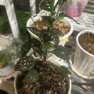 わが家の観葉植物❢,挿し木から成長,挿木,葉水は大事,南向き配置をゲット！の画像