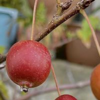 ヒメリンゴ,ヒメリンゴ,リンゴ,スマホ撮影,今日のお花の画像